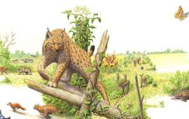 Jeroen Helmer Lynx lead ARK Rewilding NL