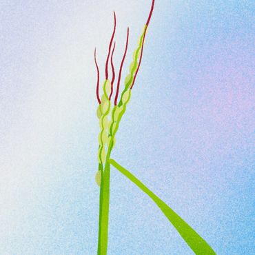 Rijst Oryza sativa