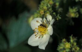 Lasius niger, Zwartbruine wegmier