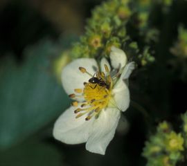 Lasius niger, Zwartbruine wegmier