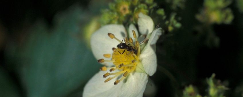 Lasius niger, Zwartbruine wegmier
