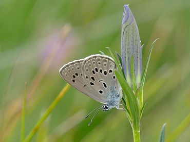 Gentiaanblauwtje op klokjesgentiaan