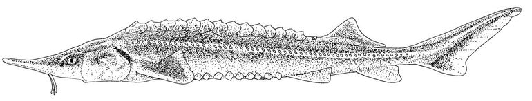 Sterlet (Acipenser ruthenus)