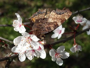 De onderkant van de grote vos is bruinig en dat is prima als de vlinder tussen takken of in houtstapels overwintert