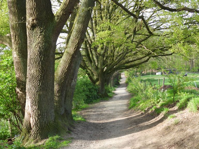 Park Klarenbeek, het oudste stadspark van Arnhem met dit karakteristieke laantje