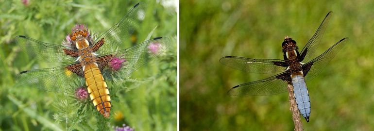 Vrouwtjes van de platbuik en jongere dieren zijn bruin. Als een mannetje ouder en geslachtsrijp wordt, krijgt hij een opvallende blauwe bestuiving