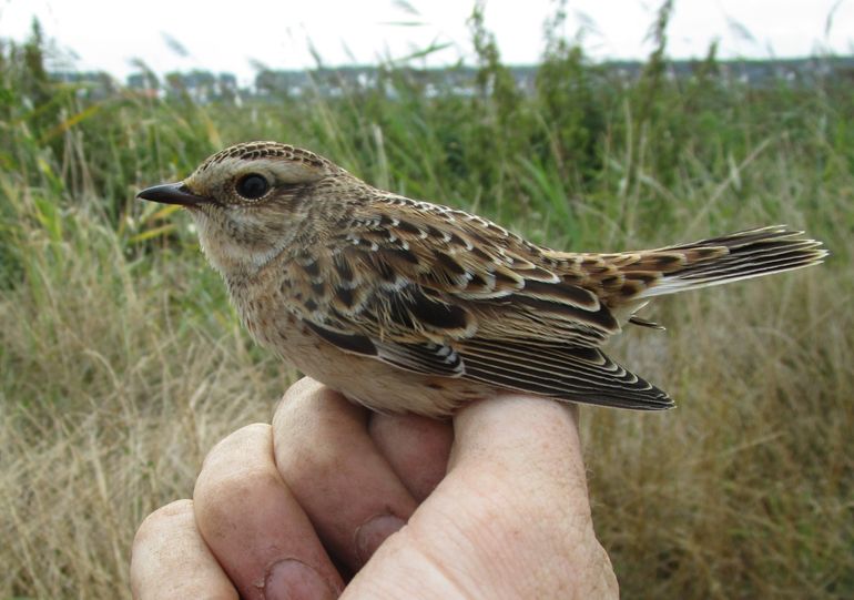 Paapje, gevangen tijdens het ringonderzoek op 13 augustus 2018