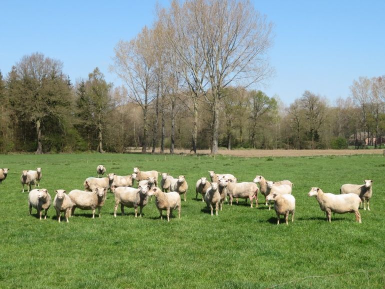 Hoewel de Veluwse wolven zich vooral richten op wilde prooidieren worden af en toe ook schapen gedood