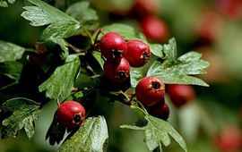 Eenstijlige meidoorn. Crataegus monogyna