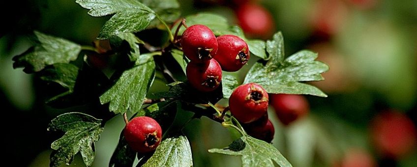 Eenstijlige meidoorn. Crataegus monogyna