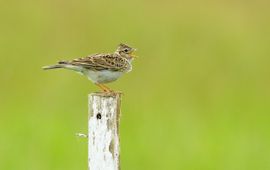 Jelle de Jong Veldleeuwerik