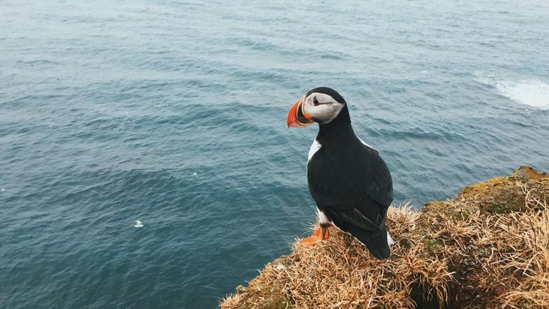 Puffin