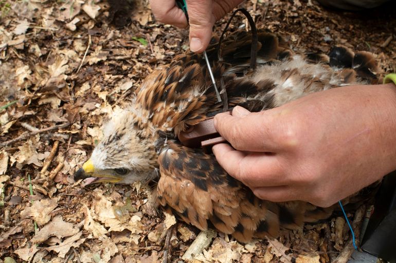 Aanbrengen van GPS-logger op jonge rode wouw in Drenthe, 9 juni 2020