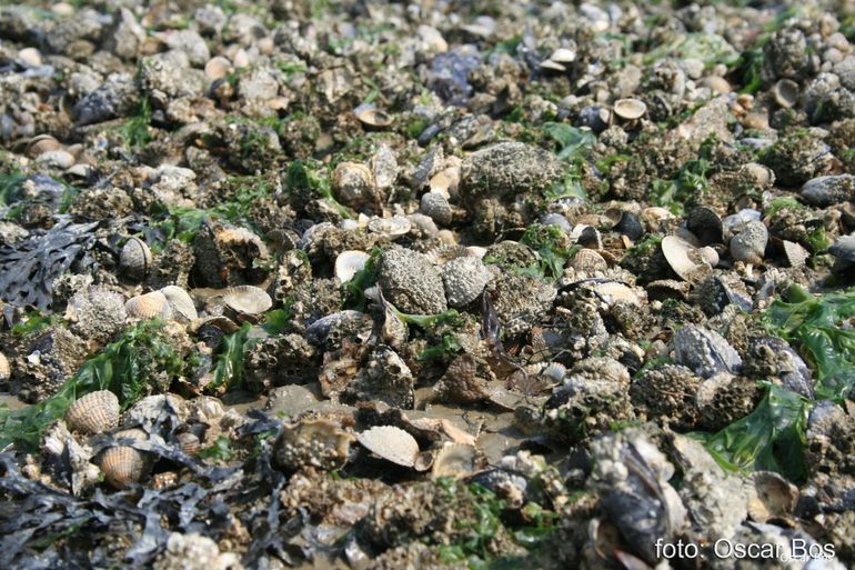 Gemengde mossel- en oesterbank in de Waddenzee