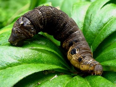 Nature Today Geen Vlinders Zonder Rupsen