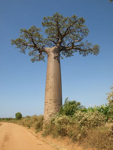 Een boom die alleen op Madagaskar voorkomt