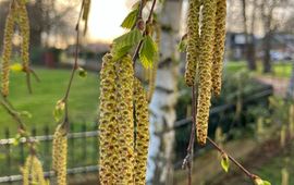 Begin bloei en bladontplooiing berk op 27 maart 2026