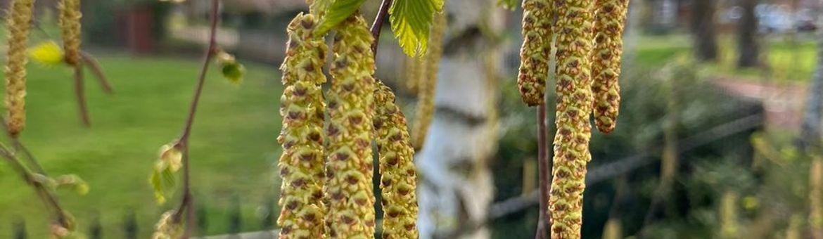 Begin bloei en bladontplooiing berk op 27 maart 2026