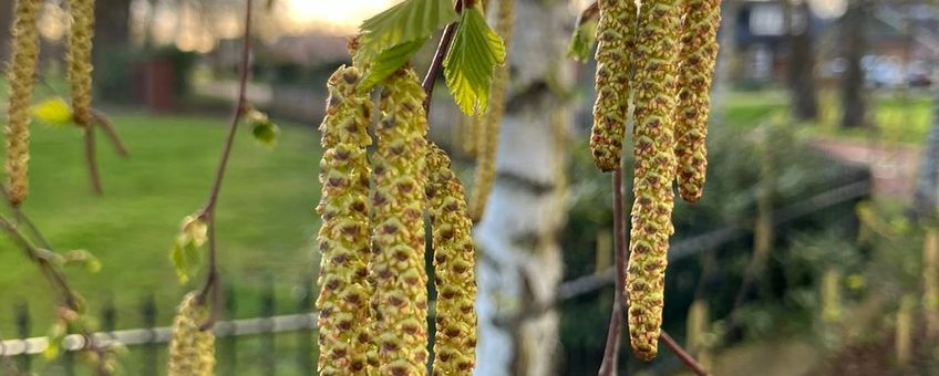 Begin bloei en bladontplooiing berk op 27 maart 2026