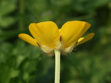 Kruipende boterbloem heeft gele kroonblaadjes en groene kelkblaadjes 