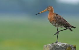 Grutto op paal. Fotograaf Martin Hierck. aangeleverd door Vogelbescherming Nederland