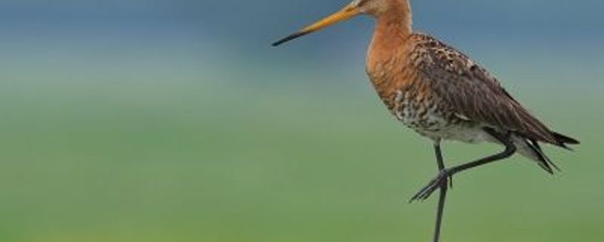 Grutto op paal. Fotograaf Martin Hierck. aangeleverd door Vogelbescherming Nederland