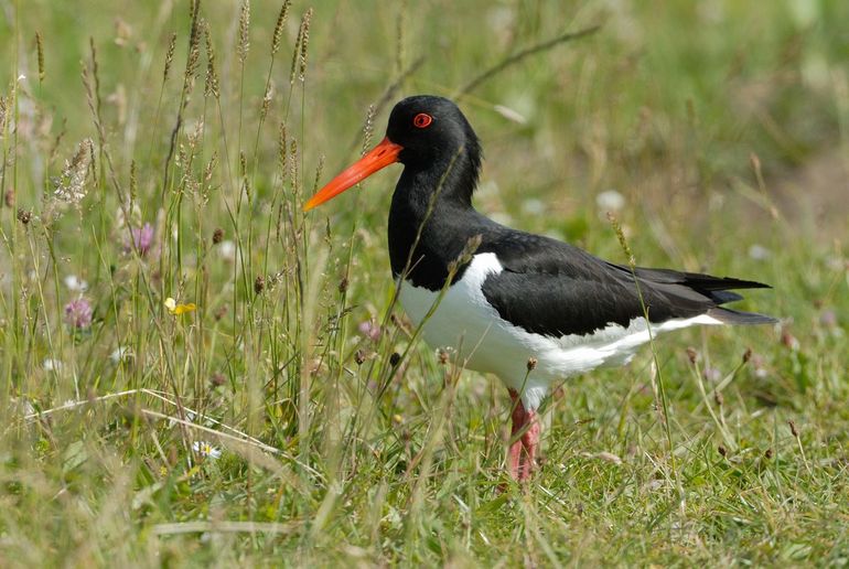 De scholekster is wadvogel, stadsvogel en weidevogel