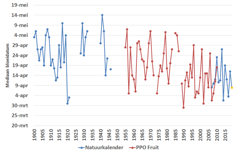 Figuur 2: Mediaan van de perenbloei in de jaren 1900 tot en met 2018. 2019 is nog een schatting omdat nog niet alle waarnemingen van dit jaar binnen zijn 