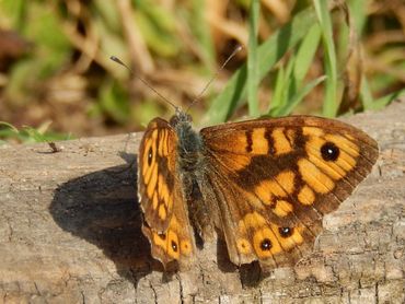 De argusvlinder, hier een mannetje, is 98 procent achteruitgegaan de afgelopen 30 jaar
