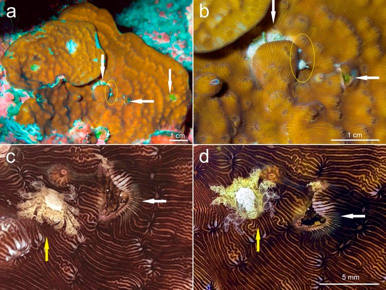 Agaricia undata with associated gall-crabs (yellow arrows and ellipses) and gall-like structures