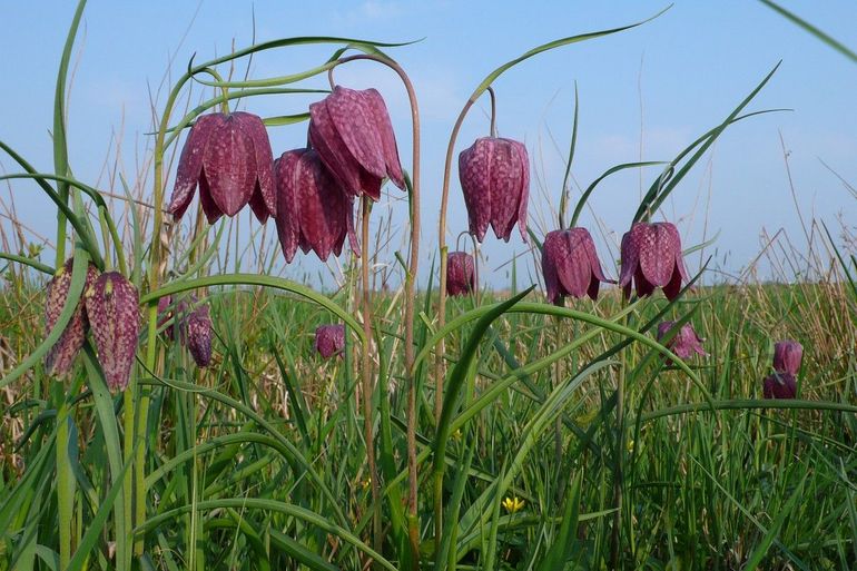 Kievitsbloemen zijn meestal paars met witte vlekjes, maar soms zijn ze helemaal wit