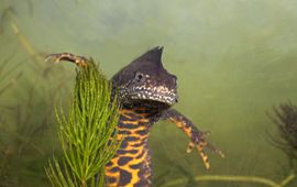 Jelger Herder Kamsalamander