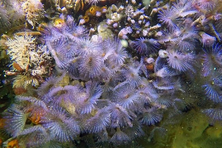 Deze paarse kokerwormen zijn uiterst voorzichtig benaderd