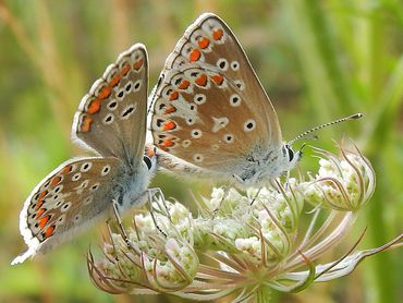 Bruin blauwtje voelt zich het beste thuis in vrij schraal, bloemrijk grasland