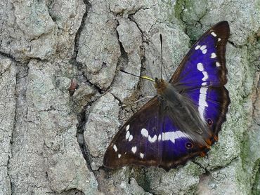 Grote weerschijnvlinder, een mannetje met die prachtige blauwe glans