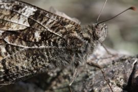 Rutger Barendse, Saxifraga Hipparchia semele. Heivlinder