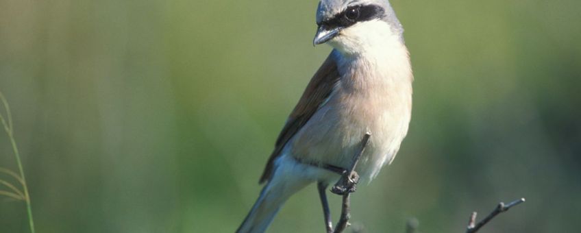 Mannetje van de Grauwe Klauwier op jacht naar grote insecten