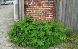 Stinkende gouwe Saxifraga