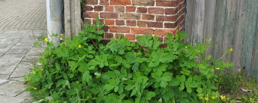 Stinkende gouwe Saxifraga