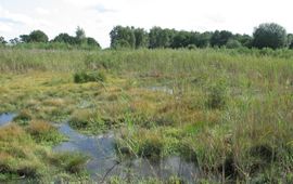 Recentelijk herstelde oorspronggebied van de Oude Strijper Aa in Noord-Brabant