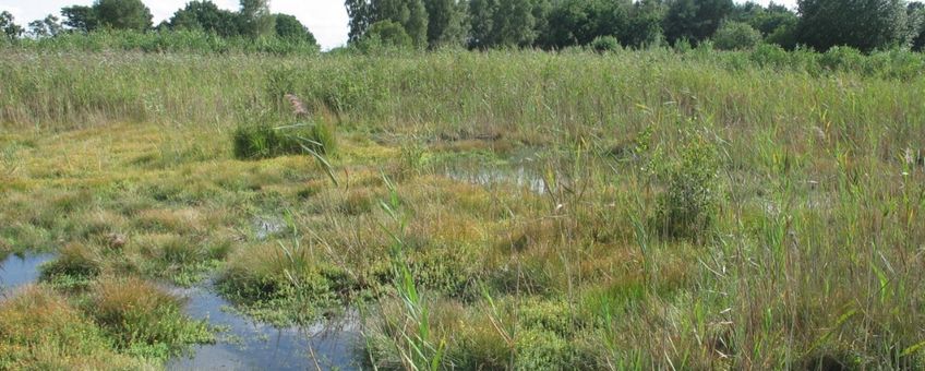 Recentelijk herstelde oorspronggebied van de Oude Strijper Aa in Noord-Brabant