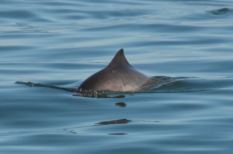 De rugvin van een bruinvis is klein en driehoekig