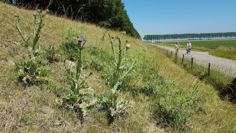 Leefgebied van gewone oliekevers op een dijk in Zuid-Holland