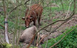 Rode geusrund bij een dode wisent.