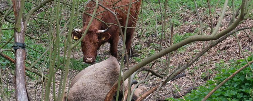 Rode geusrund bij een dode wisent.