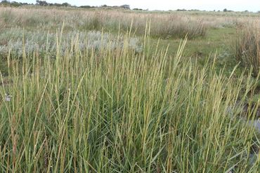 Engels slijkgras op Schiermonnikoog