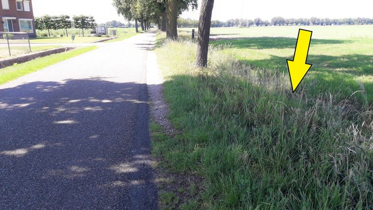 Patrijzen broeden vaak in slootranden, zoals in dit geval bij de gele pijl