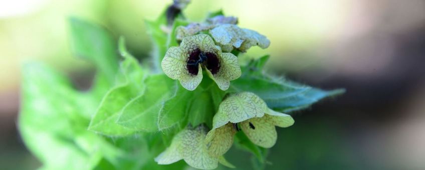 Bilzekruid in de Leidse Hortus