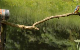 Hans Peeters IJsvogel voor een webcam van Beleef de Lente