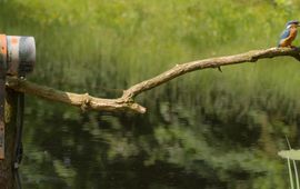 IJsvogel voor een webcam van Beleef de Lente